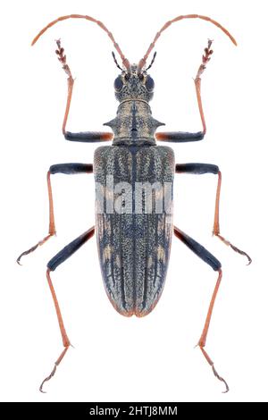 Rhagium bifasciatum beetle specimen Stock Photo