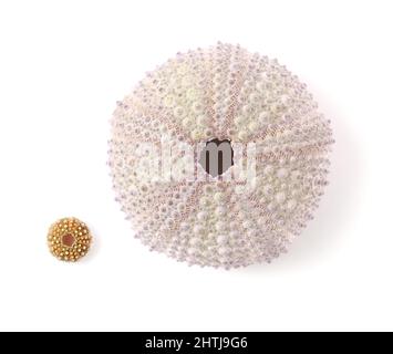 Fauna of Atlantic ocean around Gran Canaria - skeletons of Paracentrotus, sea urchin isolated on white Stock Photo