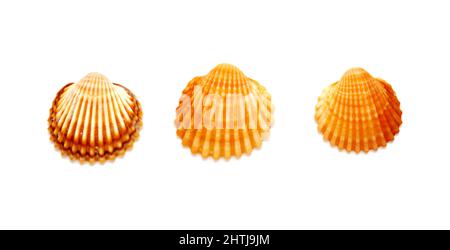 Small shells of  juvenile common cockle, Cerastoderma edule,  isolated on white background Stock Photo
