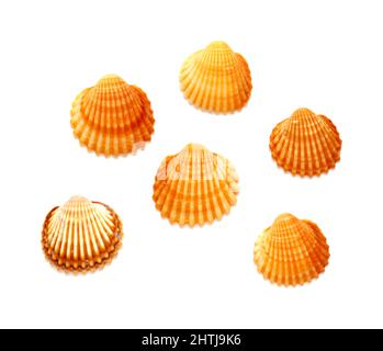 Small shells of  juvenile common cockle, Cerastoderma edule,  isolated on white background Stock Photo