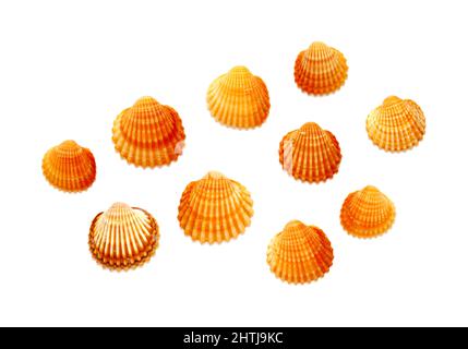Small shells of  juvenile common cockle, Cerastoderma edule,  isolated on white background Stock Photo