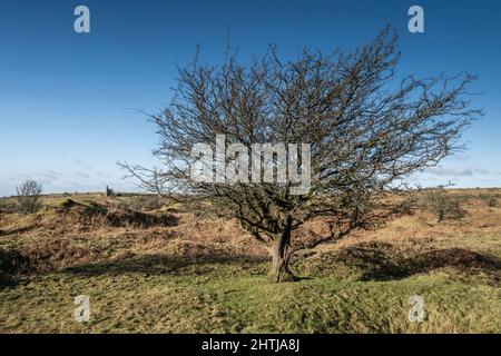 A lone tree growing on the wild Craddock Moor on Rugged Bodmin Moor in Cornwall UK Stock Photo
