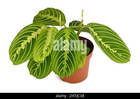 Striped exotic 'Maranta Leuconeura Lemon Lime' houseplant in flower pot on white background Stock Photo