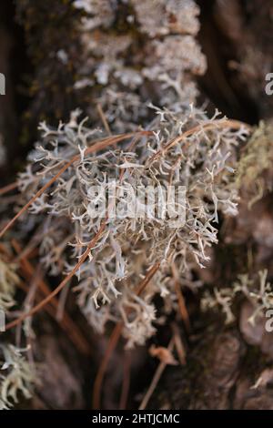 Biota of Gran Canaria - oakmoss, Evernia prunastri, on small tree ...