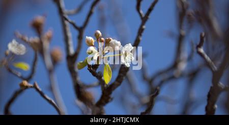 Horticulture of Gran Canaria -  flowering pear tree orchards in Las Cumbres, The Summits of Gran Canaria Stock Photo