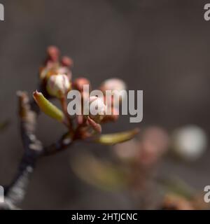 Horticulture of Gran Canaria -  flowering pear tree orchards in Las Cumbres, The Summits of Gran Canaria Stock Photo