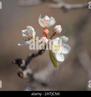 Horticulture of Gran Canaria -  flowering pear tree orchards in Las Cumbres, The Summits of Gran Canaria Stock Photo