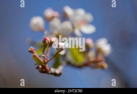 Horticulture of Gran Canaria -  flowering pear tree orchards in Las Cumbres, The Summits of Gran Canaria Stock Photo