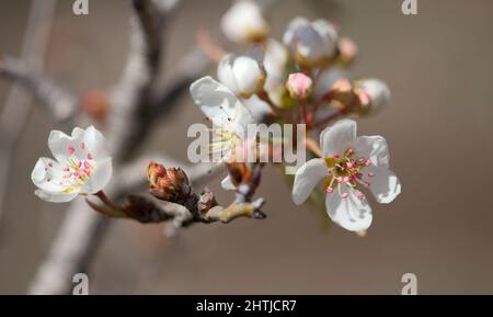 Horticulture of Gran Canaria -  flowering pear tree orchards in Las Cumbres, The Summits of Gran Canaria Stock Photo