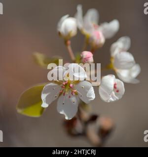 Horticulture of Gran Canaria -  flowering pear tree orchards in Las Cumbres, The Summits of Gran Canaria Stock Photo