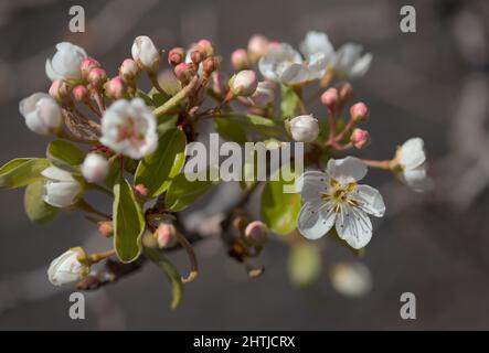 Horticulture of Gran Canaria -  flowering pear tree orchards in Las Cumbres, The Summits of Gran Canaria Stock Photo