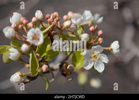 Horticulture of Gran Canaria -  flowering pear tree orchards in Las Cumbres, The Summits of Gran Canaria Stock Photo