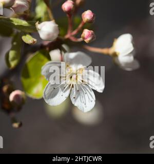 Horticulture of Gran Canaria -  flowering pear tree orchards in Las Cumbres, The Summits of Gran Canaria Stock Photo