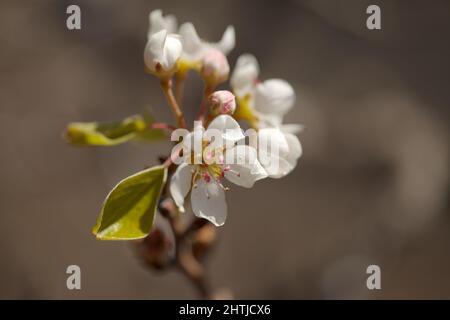 Horticulture of Gran Canaria -  flowering pear tree orchards in Las Cumbres, The Summits of Gran Canaria Stock Photo