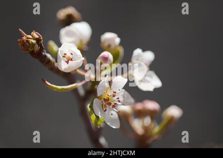 Horticulture of Gran Canaria -  flowering pear tree orchards in Las Cumbres, The Summits of Gran Canaria Stock Photo