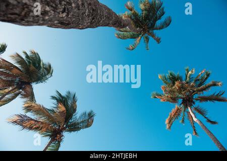 Blue Skies and Coconut Trees Stock Photo