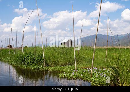 Shabby shack located in village on grassy field near Inle lake with poles against mountain ridge on summer day in Myanmar Stock Photo