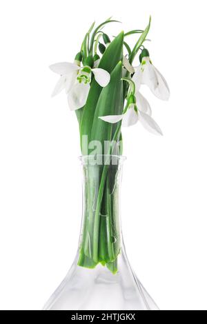 Galanthus nivalis, spring flowers snowdrop isolated on white background. Stock Photo