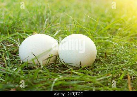 2 chicken eggs lying on the green grass. eco-friendly farm products. Stock Photo