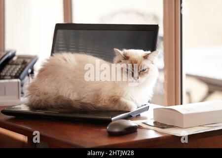 No more working on the weekend. A fluffy siamese cat taking a timeout on its owners laptop. Stock Photo