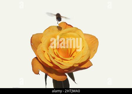 Close up yellow orange rose. Isolated on a white background. A flying drone fly, Dronefly (Eristalis tenax). Stock Photo
