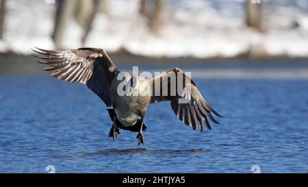 Canada goose Branta canadensis coming in to land on a blue lake in winter Stock Photo