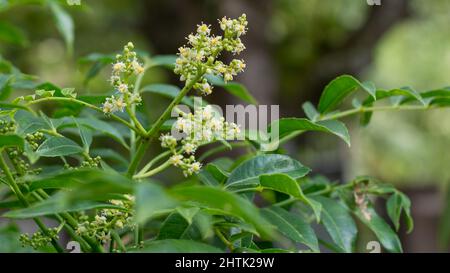 ambarella or june plum flower with leaves, closeup view in the garden Stock Photo