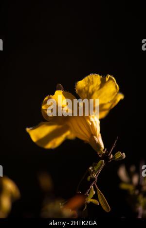 Flowers of the Karoo Gold Rhigozum obovatum Burch 14645 Stock Photo