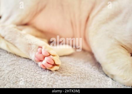 Sphynx Devon Rex cat close-up. Close-up of a cat's paw. Stock Photo