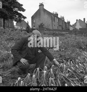 1960s, historical, an elderly man wearing a jacket over cloth dungarees, and a flat cap, outside kneeling down on an area of public land, some of which is being used as an allotment, where he is growing some onions, Scotland, UK. As a keen gardner, he is checking on them, as when the tops of the onions naturally start to fold over, it indicates that the plants are mature and the bulbs are ready for harvest. Stock Photo