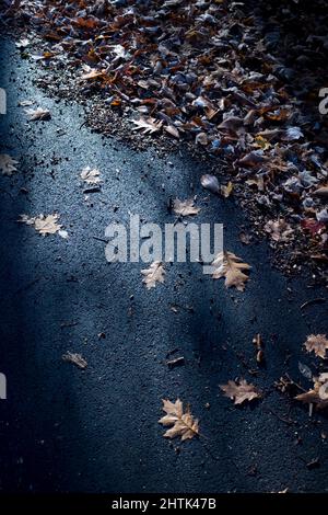 Raking sunlight illuminating fallen leaves on asphalt Stock Photo