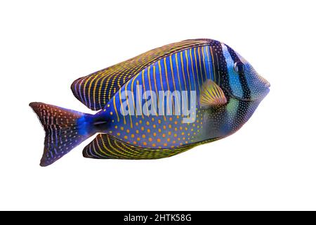 Red Sea sailfin tang isolated on white background. Family Acanthuridae from Red Sea in Egypt. Zebrasoma desjardinii living in Red Sea and Indian Ocean Stock Photo