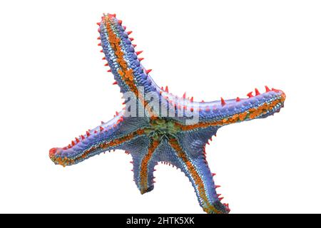 Bottom view of Blue spiny starfish of aquarium glass isolated on white background. Coscinasterias tenuispina species native to the Atlantic Ocean and Stock Photo