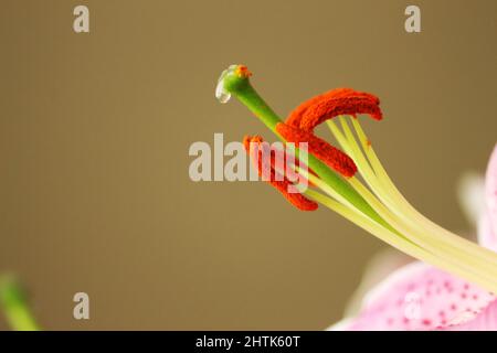 Super close-up of Organs reproductive organs of a lily, which, because it has both male and female organs, is considered a perfect flower by botanists Stock Photo