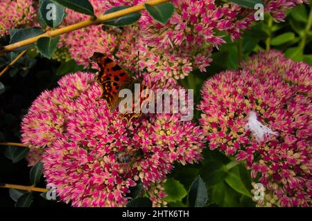 close up of a Comma butterfly (Polygonia c-album) and a typically bucolic English flower boarder Stock Photo