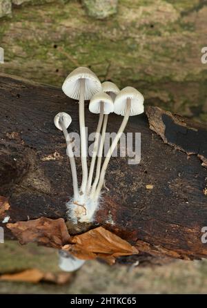 Snapping Bonnet A Snapping Bonnet (Mycena vitilis) mushroom growing on a woodland floor ...