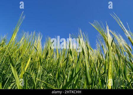 Wheat field in England, June. Brush Hill, Princes Risborough, Bucks, Chilterns. UK. Stock Photo