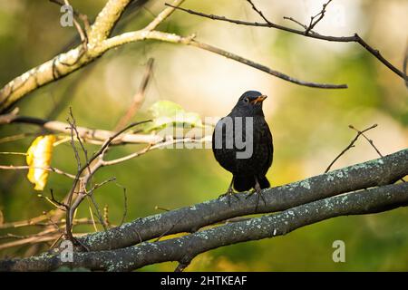 Common blackbird sitting on branch in autumn forest Stock Photo