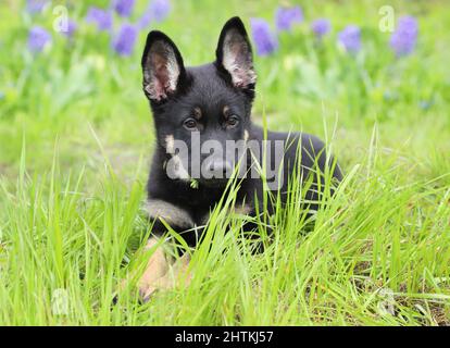 Cute little German Shepherd puppy on a walk on the green grass Stock Photo