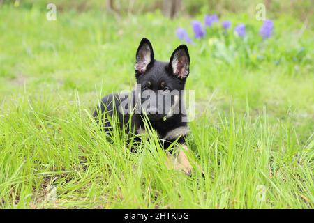 Cute little German Shepherd puppy on a walk on the green grass. Stock Photo