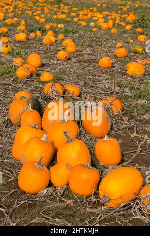 Rural pumpkin patch in autumn in Washington state Stock Photo