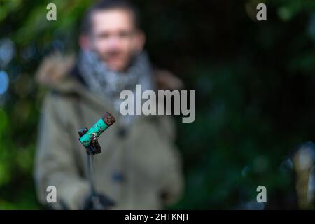 A close of of a discarded shotgun cartridge being being held by a young man that has collected it on a litter pick. Litter pick, rubbish, environmenta Stock Photo