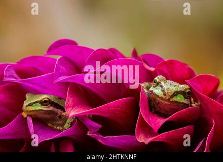 Two cute green tree frogs tuck themselves in the petals of a vibrant dahlia in summer Stock Photo
