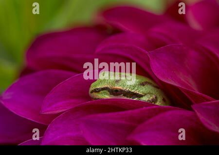 A tiny green Pacific tree frog peeks out from between petals of a beautiful magenta-colored dahlia in summertime Stock Photo