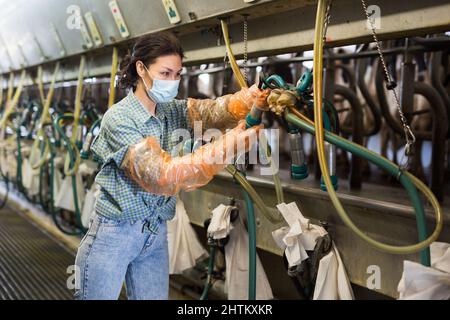 Female farmer in mask preparing equipments for milking cows Stock Photo