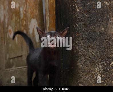 Below view of a black Kitten's face with mouth parts including tongue, kitten walking towards the camera while crying big meow Stock Photo