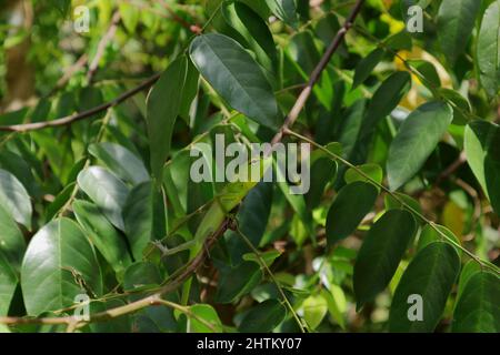 A green color baby oriental garden lizard staring on top of a star fruit branch Stock Photo