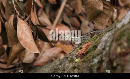 A female oriental garden lizard staring on top of a coconut stem Stock Photo