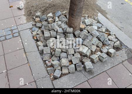 Bunch of Old Cobblestones Bricks Arround Tree Stock Photo