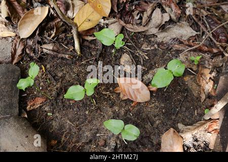 Top view of germinated snake bean plants growing on the ground Stock Photo